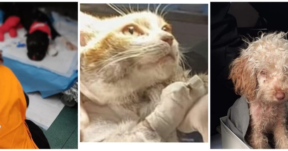 animali maltrattati