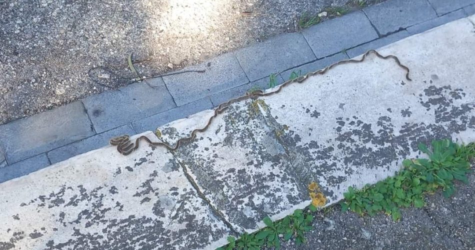 Foto Q.re San Paolo - Bari - LA RINASCITA.