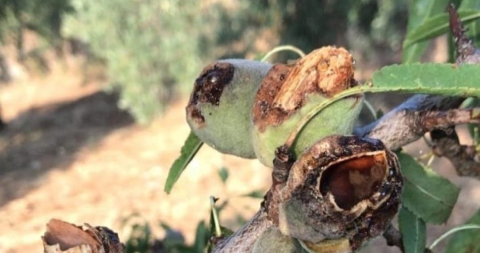 danni agricoltura pappagalini