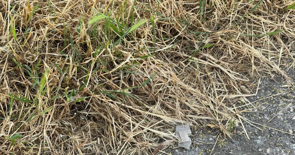 WhatsApp Image 2024-05-28 at 08.30.36