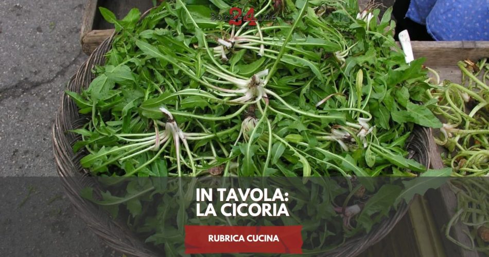 cicoria