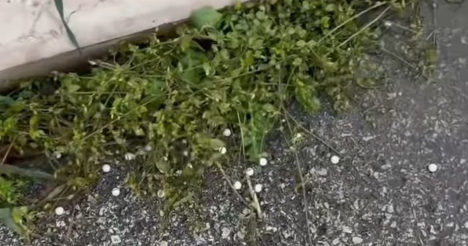 WhatsApp Image 2025-03-31 at 10.40.16