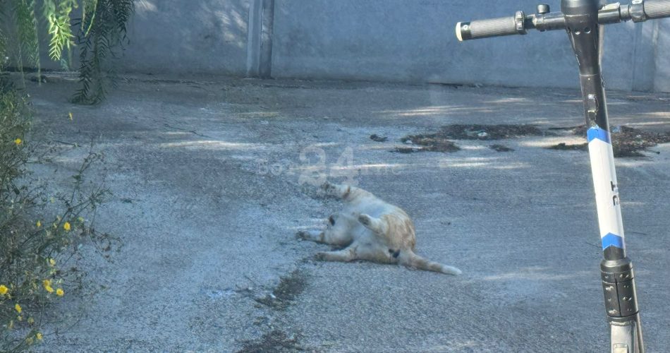 WhatsApp Image 2025-05-26 at 08.20.52