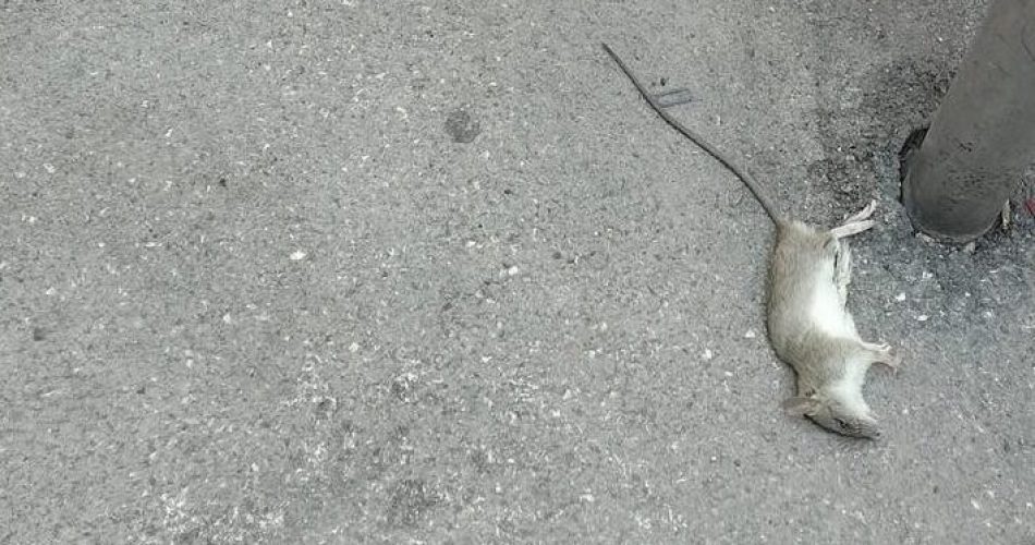 WhatsApp Image 2025-08-07 at 07.59.09