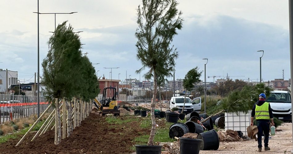 pini alberi costa sud