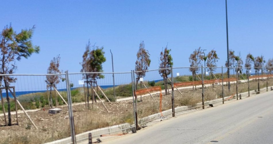 alberi costa sud
