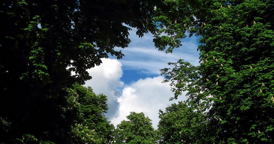 alberi