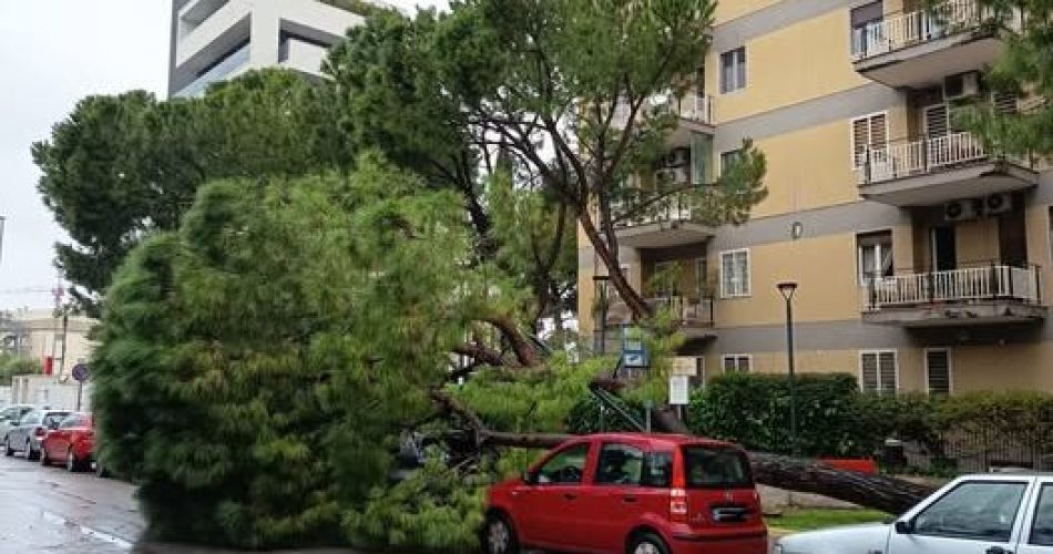 albero caduto viale kennedy