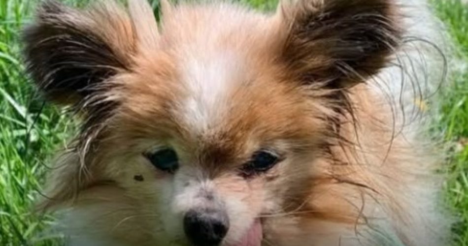 lazzaro cane piu vecchio del mondo