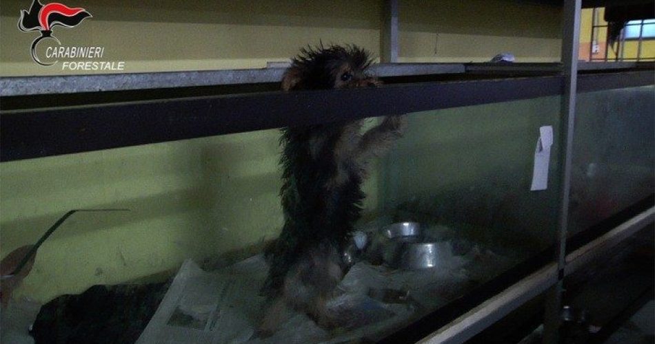 Foto: Carabinieri Forestale Verona