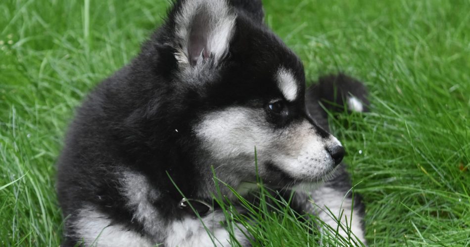 Beautiful siberian husky puppy resting in the grass