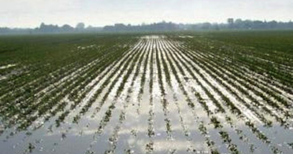 campo-allagato
