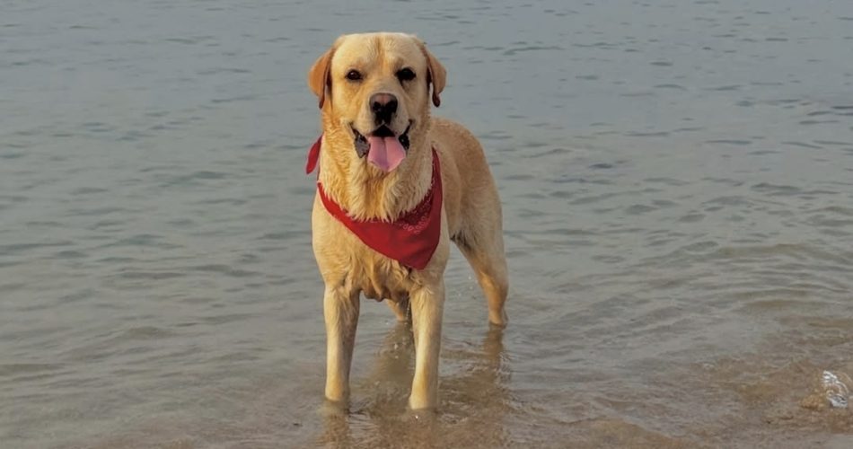 cane Decaro