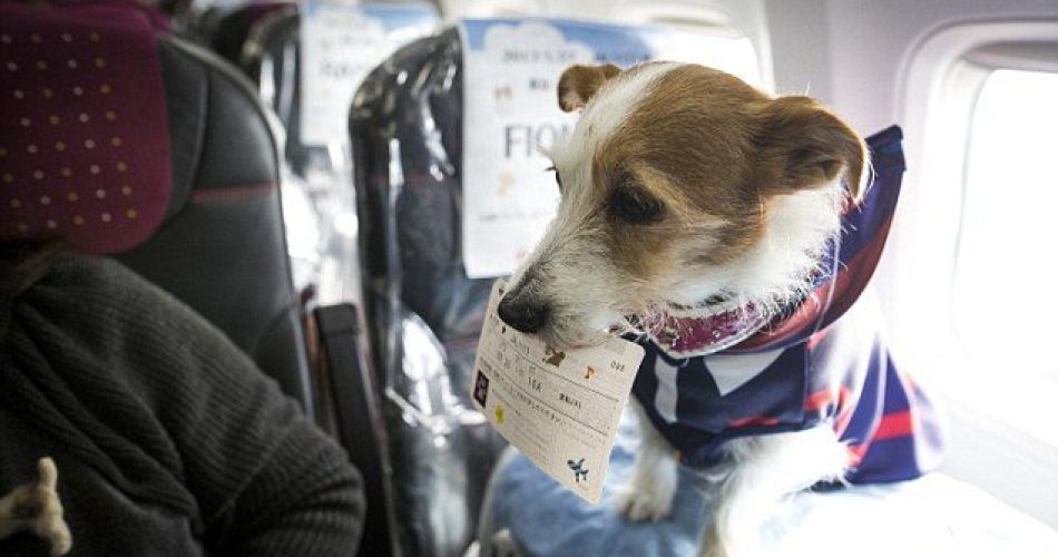 cane a bordo aereo