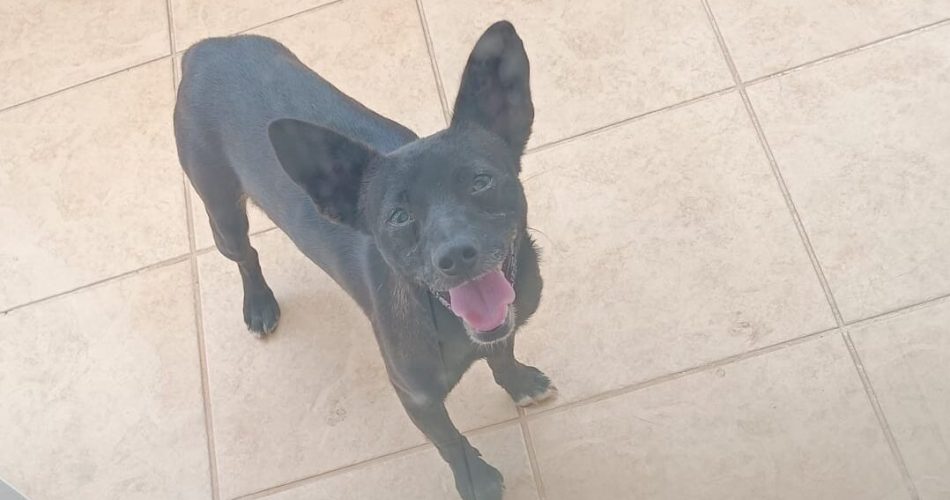 cane lanciato finestrino