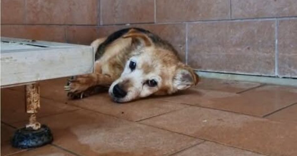 cane taranto