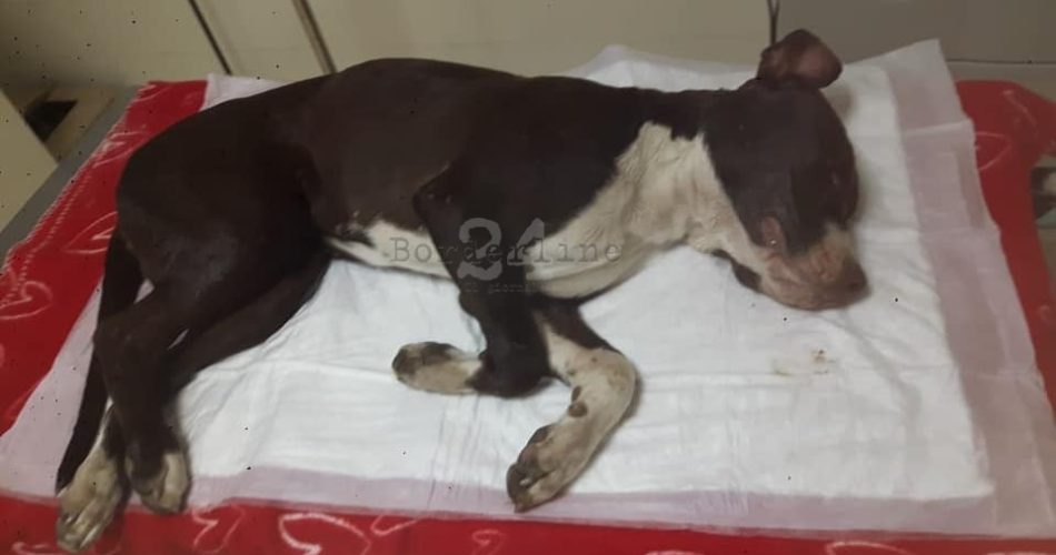 cane morto abbandonato