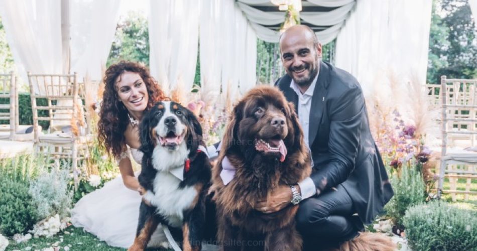 cani matrimonio