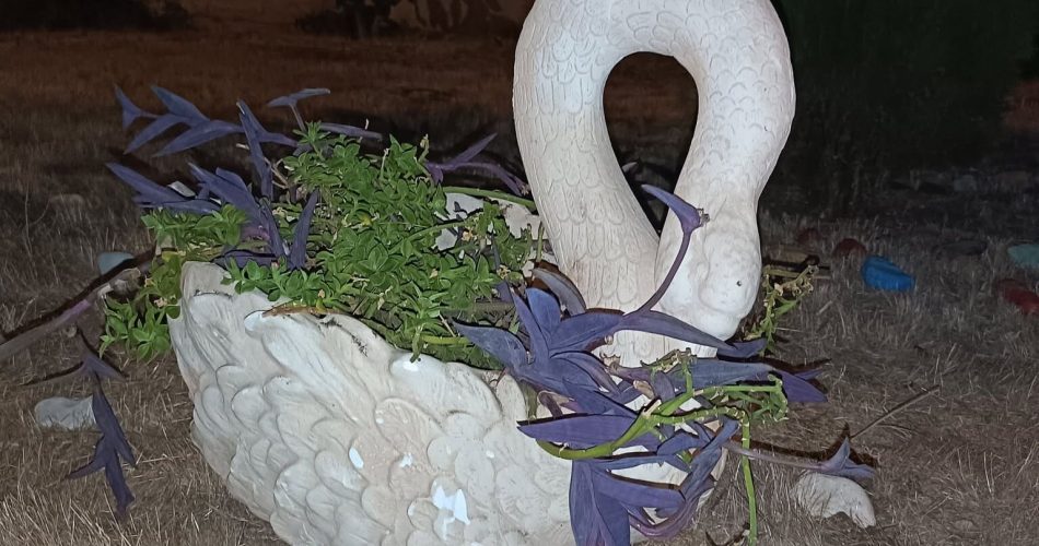 cigno nonno