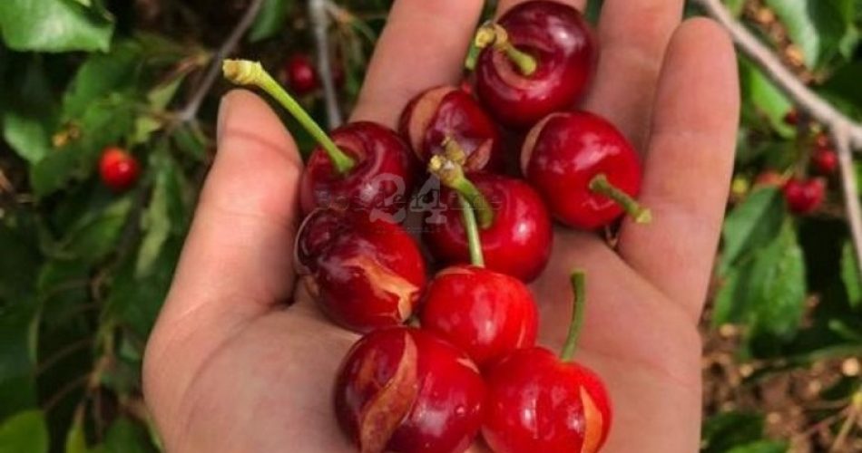 ciliegie danneggiate