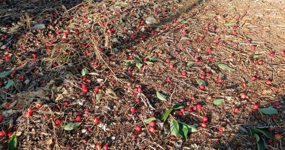 ciliegie per terra dopo un attacco dei parrocchetti