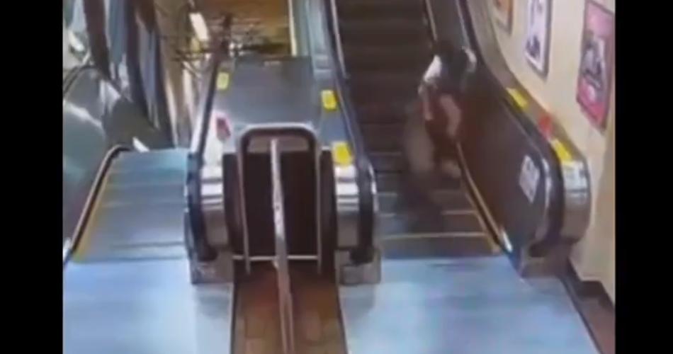 cinghialess metropolitana cinghialess metropolitana