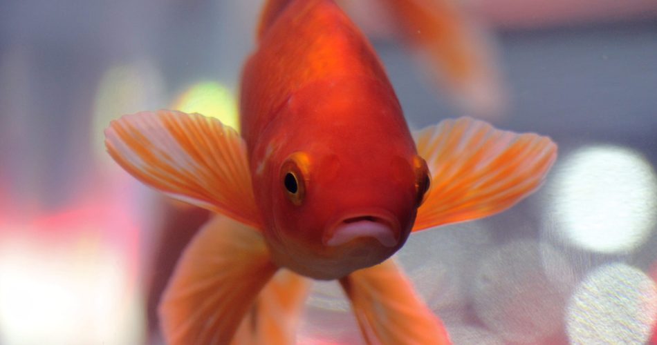 close-up-koi-carps-swimming-aquarium
