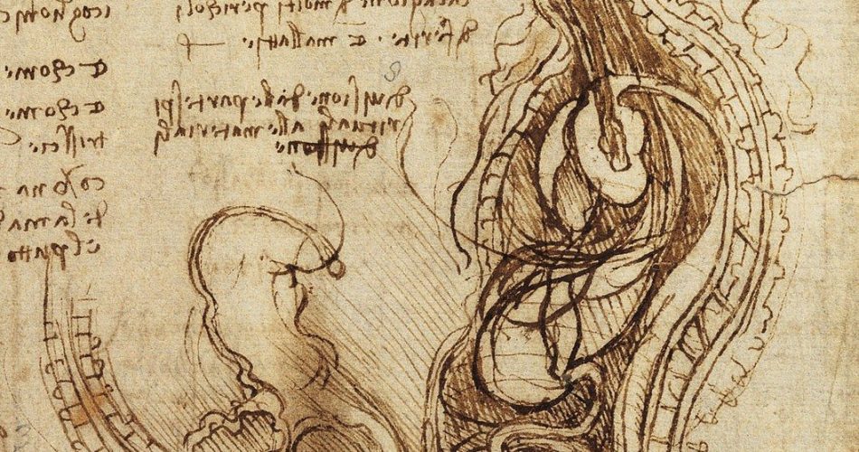 coitus - leonardo da vinci