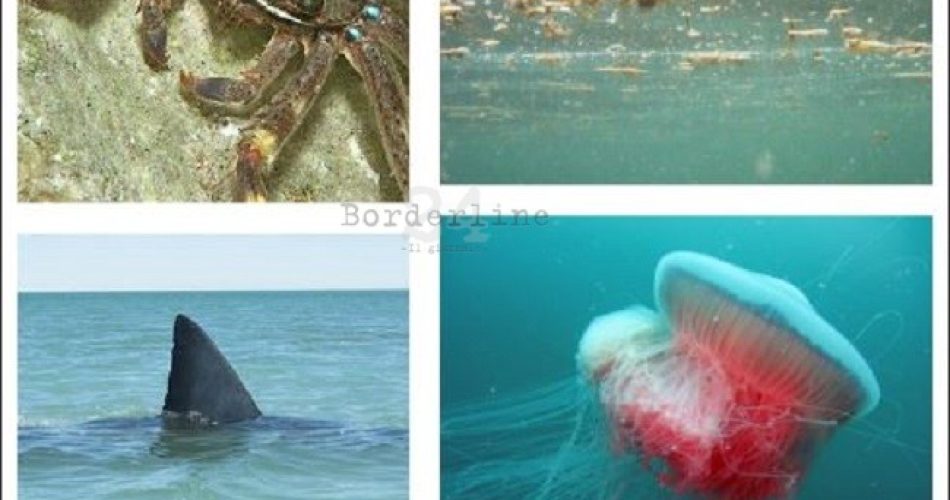 collage specie mari puglia