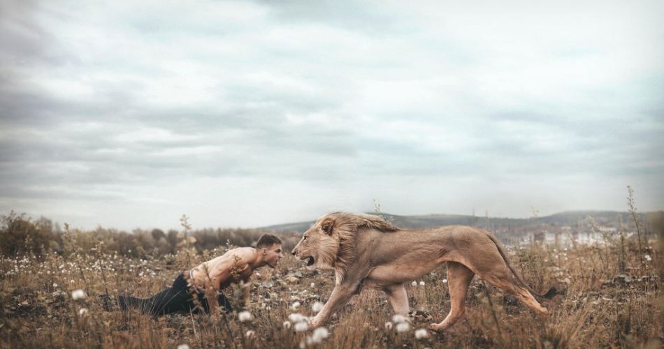 confrontation-tamed-teaching-lion-field-man-dandelion-wind-wallpaper