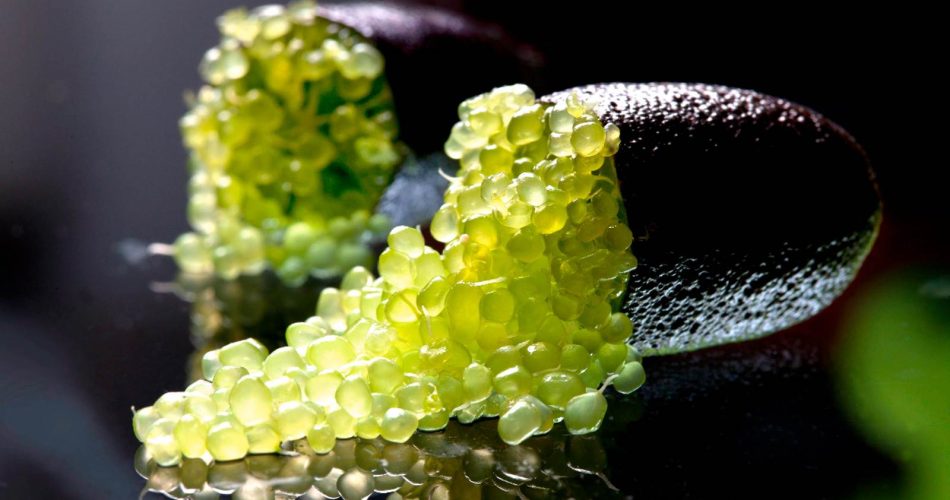 Credit Fingerlime Co