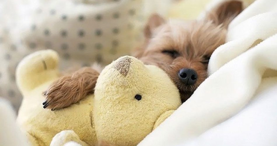 cuccioli-abbracciano-peluche