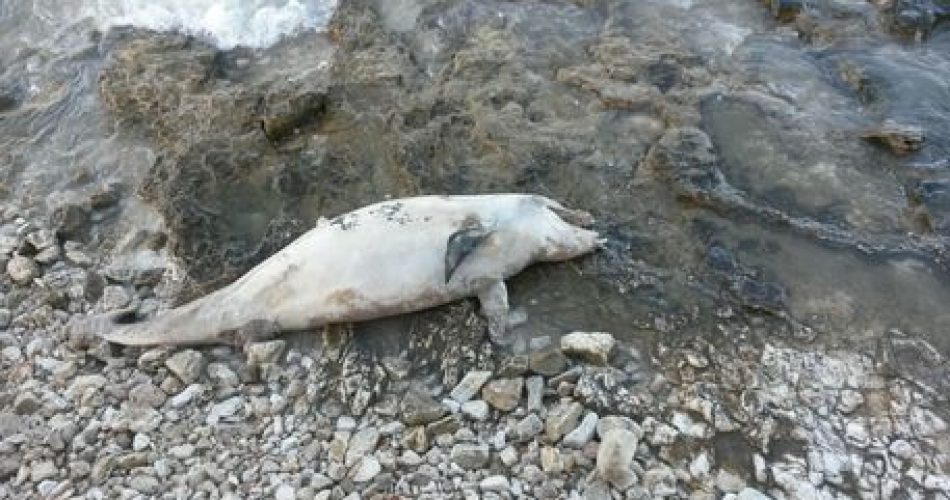 Delfino Morto