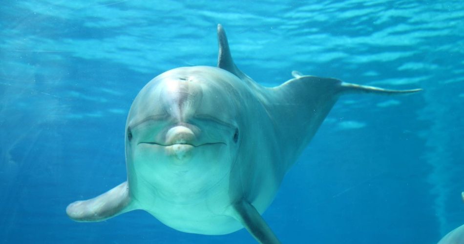 Foto Facebook Parco Oltremare di Riccione