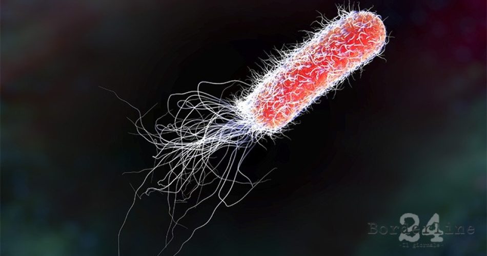 escherichia coli