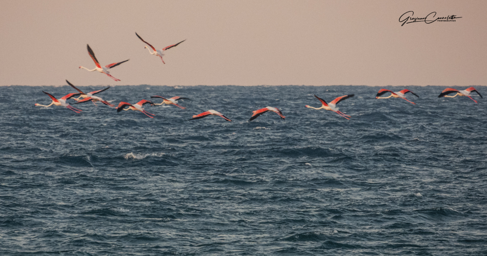 fotografo Graziano Cannoletta