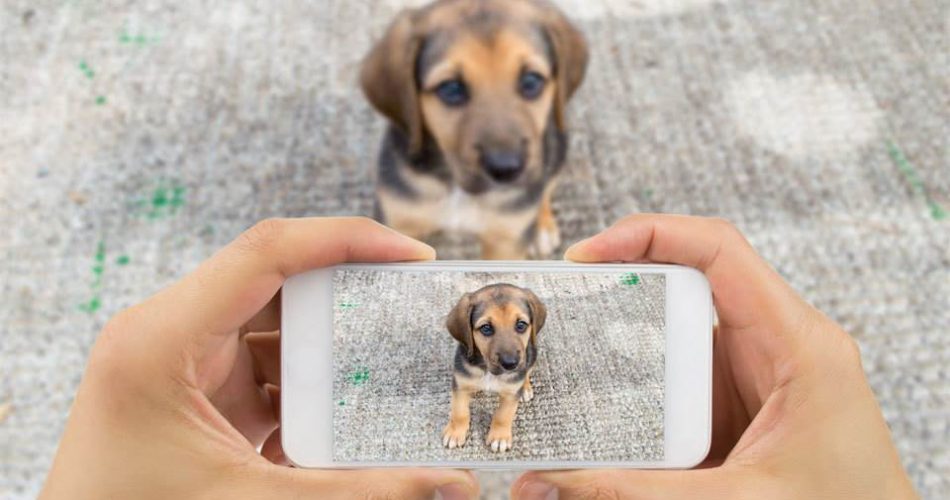 Finding Rover Lost Dog App