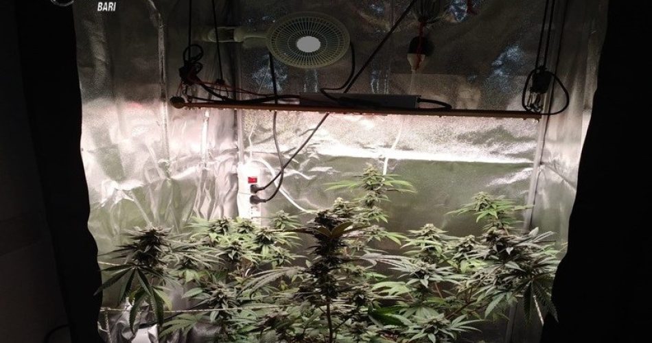 foto stupefacente triggiano 1