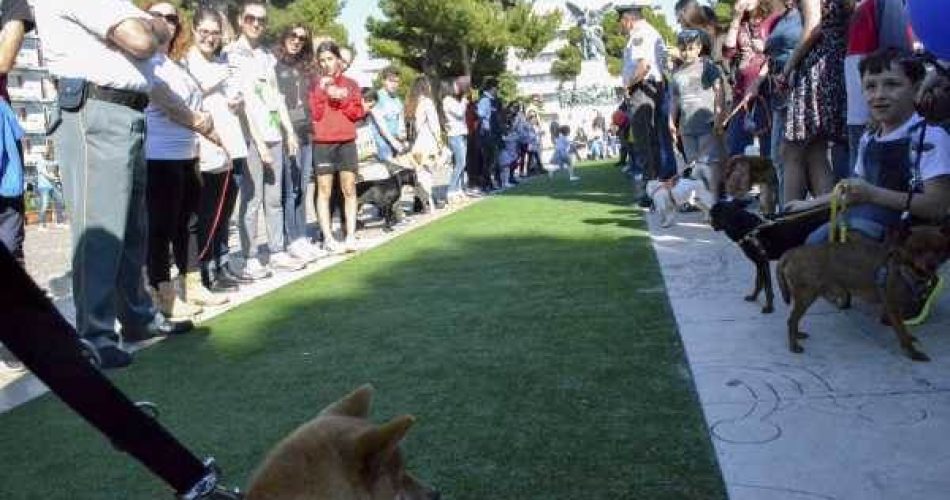 Foto Una Domenica Da Cani E