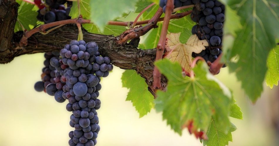 settore vitivinicolo