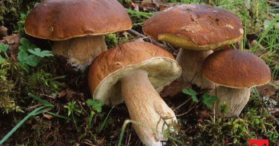 Funghi Funghi