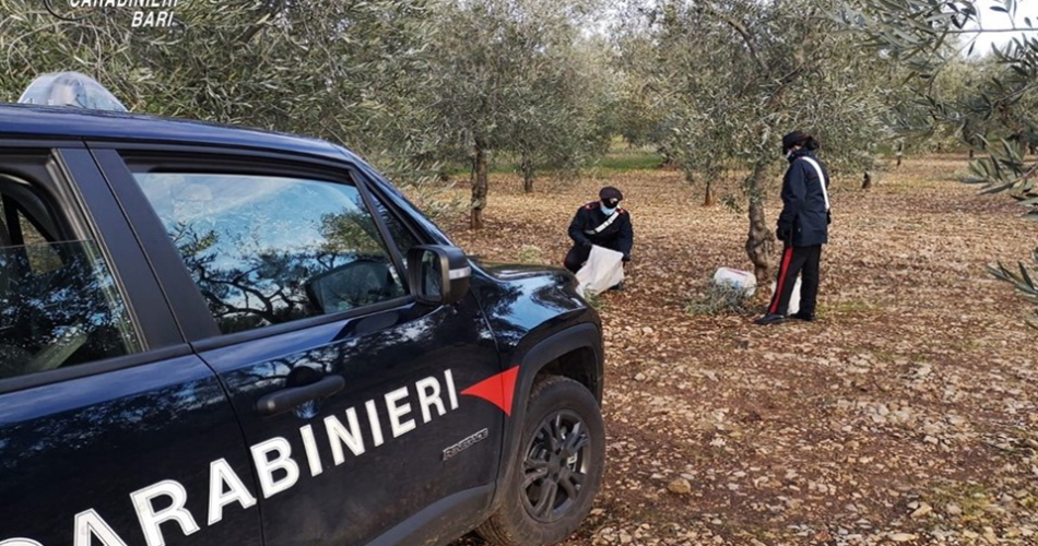 furto di olive toritto