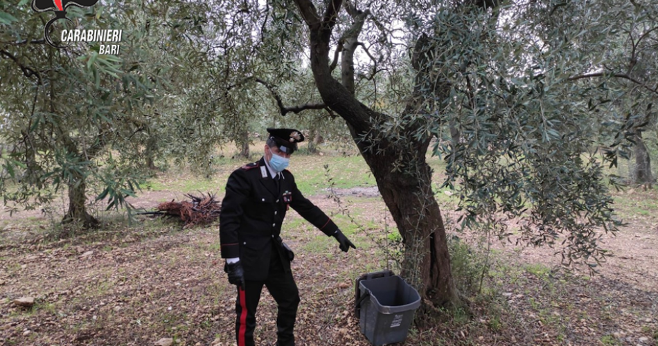 furto olive furto olive