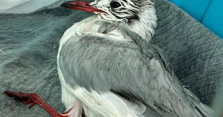 gabbiano
