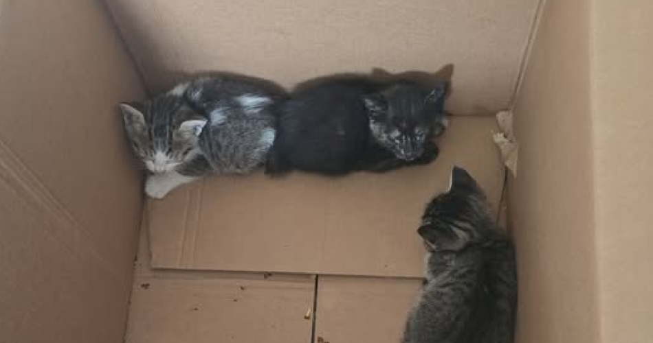 gatti