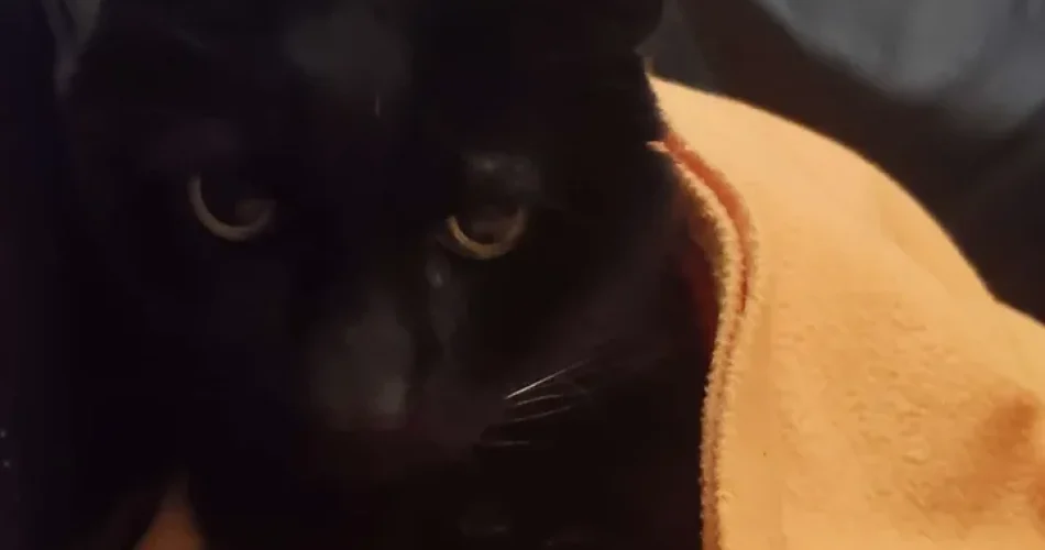 gatto artù
