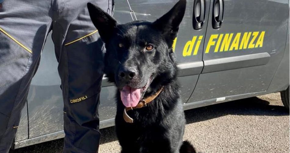 gdf foggia cane