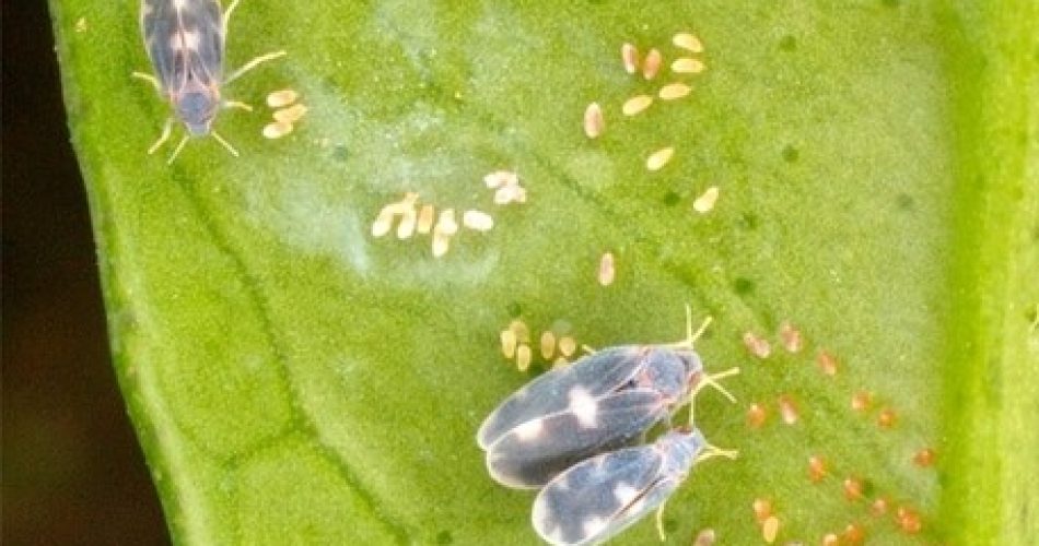 CALDO: COLDIRETTI PUGLIA: INVASIONE INSETTI 'ALIENI'