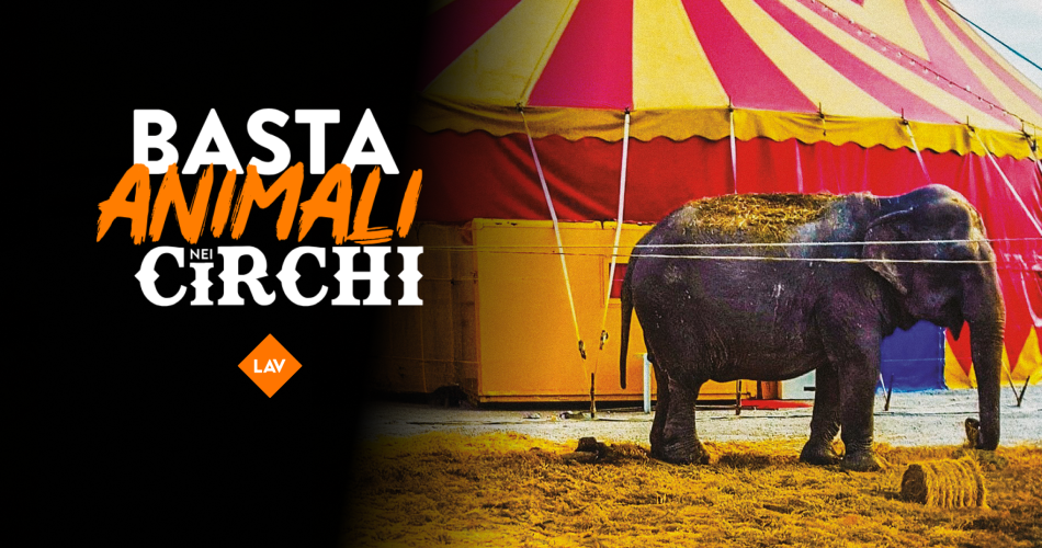 immagine giornate circhi LAV