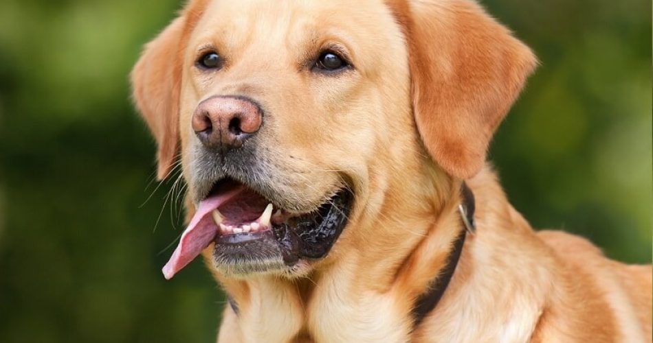 labrador-olhando-para-frente